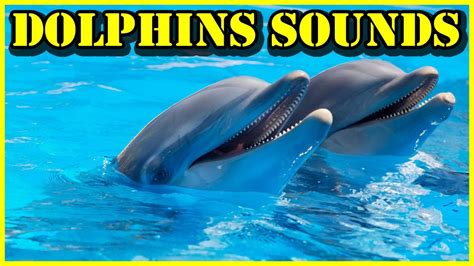 Dolphin noise. Things To Know About Dolphin noise. 